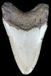 Bargain Megalodon Tooth - North Carolina #54758-2